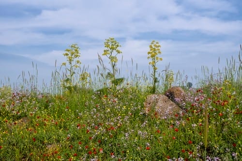 Beautiful field of colorful flowers green grass against the blu