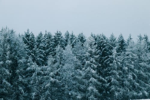 A blue snowy forest