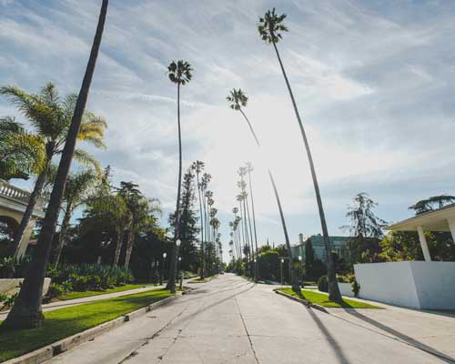 road-middle-buildings-palm-trees